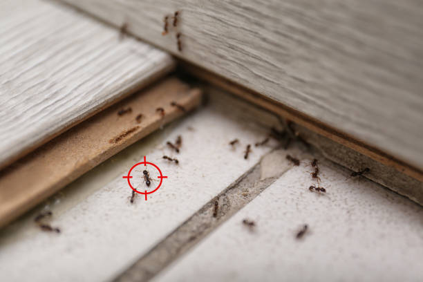 Best Commercial Pest Control Services  in Benavides, TX